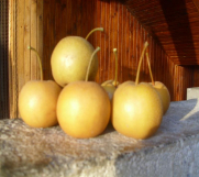 Batajnica - Sadnice voća za jesenju sadnju - REZERVACIJA