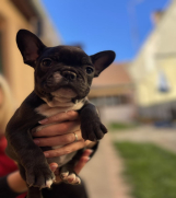 Batajnica - Na prodaju maleni štenci FRANCUSKOG BULDOGA