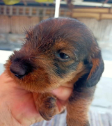 Batajnica - Na prodaju štenci  oštrodlakih jazavičara 
