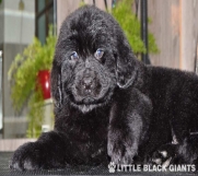 Štenci njufaundlendera – newfoundland puppies