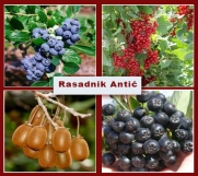 Batajnica - Vrhunski kvalitet sadnica voća