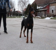 Doberman stenci