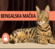 Bengalske mačke