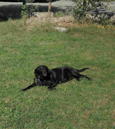 SrbijaOglasi - Poklanjam zenku labradora