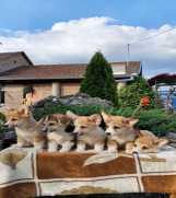 SrbijaOglasi - Velski korgi pembrok stenad na prodaju 