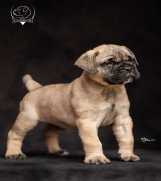 SrbijaOglasi - Odgajivačnica bullmastiff-a 