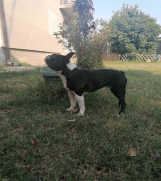 SrbijaOglasi - Mužjak star 15 meseci spreman za parenje