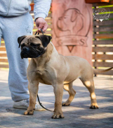 Odgajivačnica bullmastiff-a 