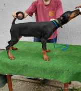 Stenci DOBERMANA 