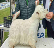 WESTIE stenci - beli patuljci od vrhunskih roditelja