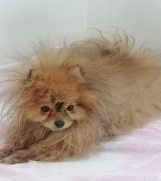 SrbijaOglasi - Pomeranac za parenje 