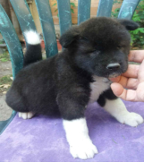 SrbijaOglasi - AMERIČKA AKITA štenad crno bele boje