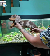 SrbijaOglasi - Egzotični JAZAVIČARI patuljaste veličine