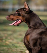 DOBERMAN stenci vrhunsko leglo