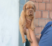 SrbijaOglasi - BORDOSKE DOGE vrhunske krvne linije