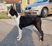 BOSTON TERRIER muzjak star 8 meseci