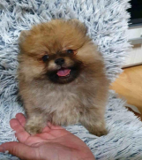 Vrhunske bebe POMERANACA