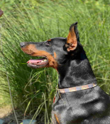 SrbijaOglasi - DOBERMAN vrhunski muski stenci