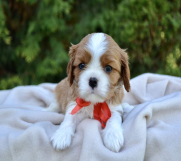 Batajnica - Cavalier king Charles spaniel štenci