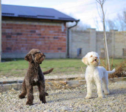 Dve zenke LAGOTTO ROMAGNOLO