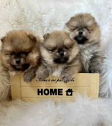 SrbijaOglasi - Pomeranci