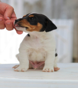 Stenci jack russel terijera, od prelepih roditelja, 