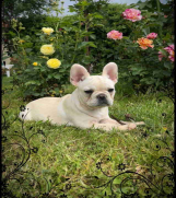 SrbijaOglasi - Stenci Francuskog Bulldoga  Fluffy l4 + Cream Carrier 