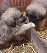 SrbijaOglasi - Stenici kavkavskog ovcara, stari 65 dana  