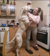 Dogo argentino štenci  