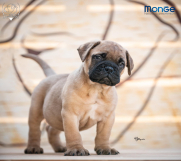 SrbijaOglasi - Home of Guardians - bullmastiff kennel