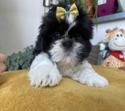 Predivni štenci Shih Tzu rase od odličnih roditelja 