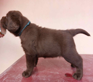 SrbijaOglasi - Na prodaju čokoladni štenci labrador retrivera