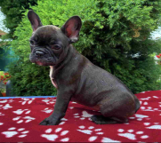 SrbijaOglasi - U ponudi francuski buldog star 2,5 m 