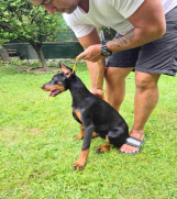 Zenka Dobermana kupirana, stara 3,5 meseca  