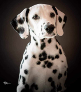 SrbijaOglasi - Dalmatinski pas, štenad iz odgajivačnice MEDIOLANUM 