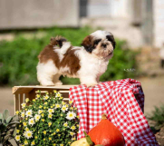 SHIH TZU vrhunski stenci  