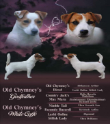 SrbijaOglasi - JACK RUSSEL TERRIER prvobirano muško štene, 