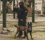 Batajnica - Belgijski ovčar MALINOA, vrhunski štenci  
