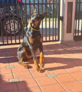 Doberman zenka od vrhunskih roditelj,stara 6 mesec 