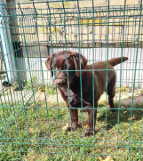 LABRADOR RETRIVERI cokoladni, 