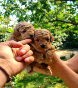 SrbijaOglasi - Toy i mini Pudle štenci na prodaju 