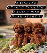 Stenci toy crvenih PUDLICA vrhunskog kvaliteta 