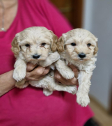 SrbijaOglasi - Preslatki stenci MALTIPOO spremni za preuzimanje 