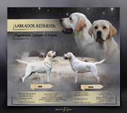 SrbijaOglasi - U ponudi štenci Labrador retrivera 
