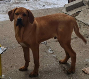 TOSA INU, na prodaju  pas izuzetno lep i zdrav mužjak 