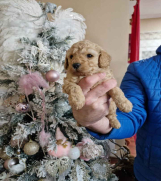 Preslatke bebice toy PUDLICA  spremne za preuzimanje. 