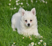 SrbijaOglasi - Nemački špic, štenci snežno bele boje 
