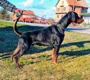 DOBERMAN  na prodaju, mladi mužijak od godinu dana  