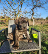 CANE CORSO, dva muska tigrasta steneta   