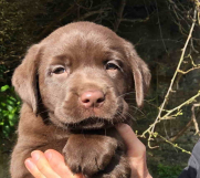 Na prodaju kučići čokoladni labradori 